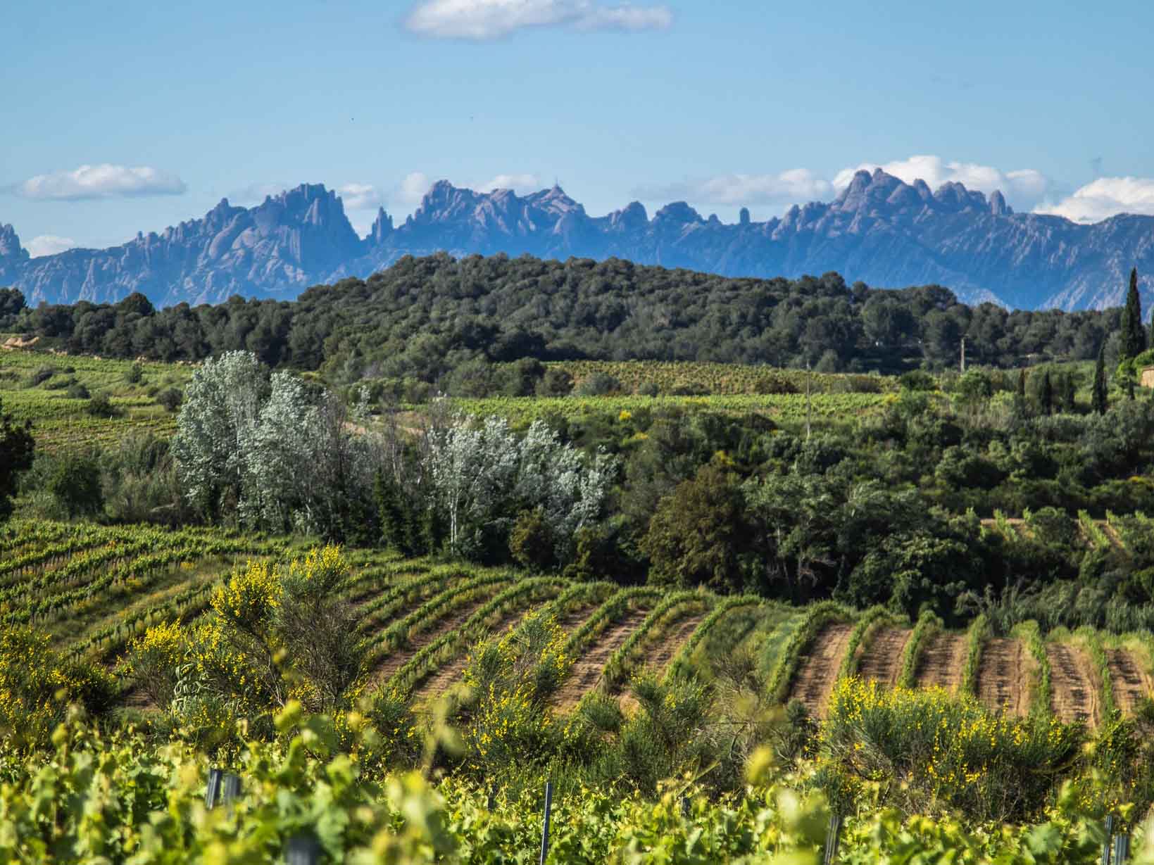 Paisatge secundari 1